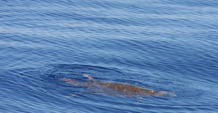 Ischia, battuta di pesca per le tartarughe marine nel canyon di Cuma