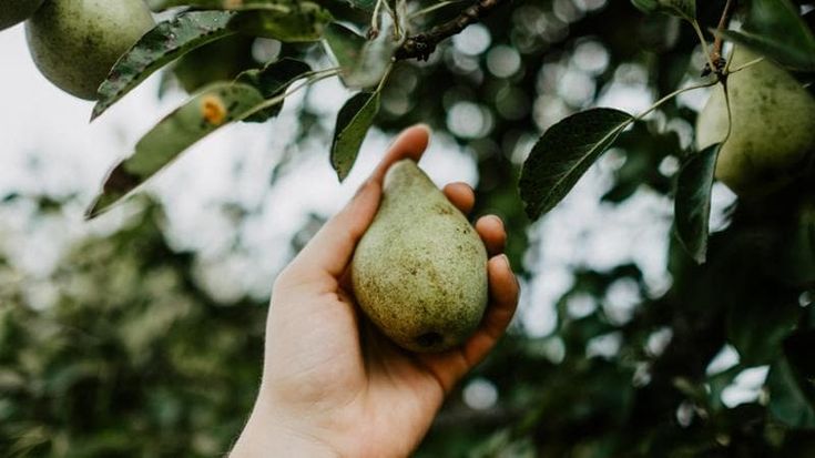 Ortofrutta: in 12 anni perso il 35% delle superfici di pero