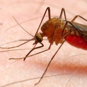 A Torino un "caso Trento", processo a sette medici per un ingegnere morto di malaria