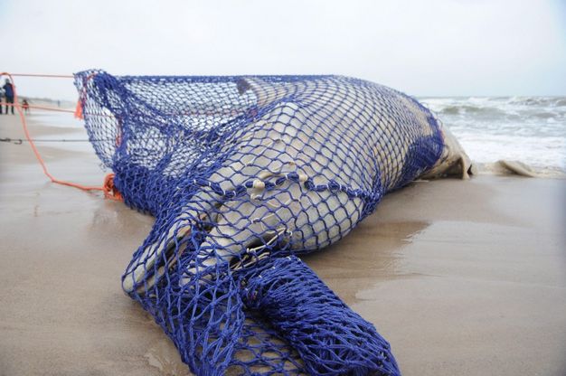 Balena fuori rotta: si spiaggia e muore sul Baltico