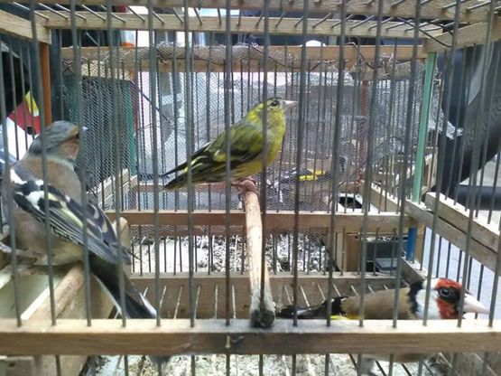 Ali spezzate per farne richiami vivi,  salvati cardellini e fringuelli nel Salernitano