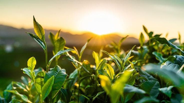 Agricoltura, in Italia la spesa per lo sviluppo di nuovi prodotti agrofarmaci è di 32 milioni di euro