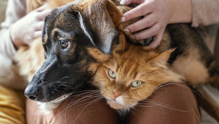 Il social network per animali MeetMyPet raddoppia il numero di utenti e stringe accordi con L’Isola dei Tesori e Facile.it