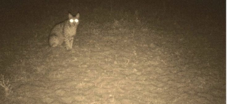 Il ritorno della lince iberica