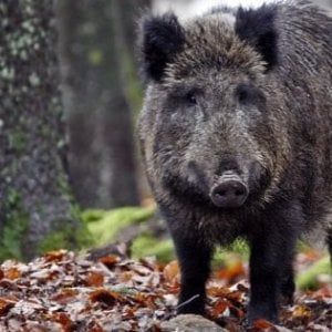 Valsusa, carne di cinghiale infetta: in 50 finiscono in ospedale per la Trichinellosi