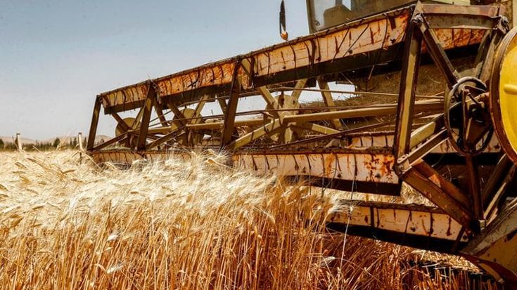 La fuga dei giovani dall’agricoltura, solo il 9% sceglie i campi: “Ma qui l’IA non taglia i posti”