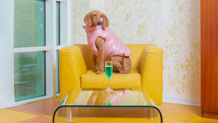 Cani modelli per Moncler. La collezione couture a sostegno degli animali in difficoltà