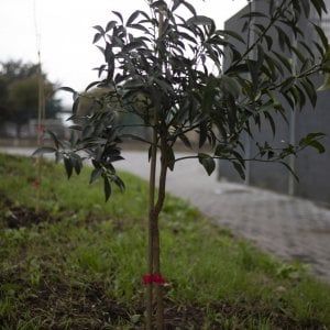 Ambiente, piantati i primi 700 alberi a Pontecagnano Faiano