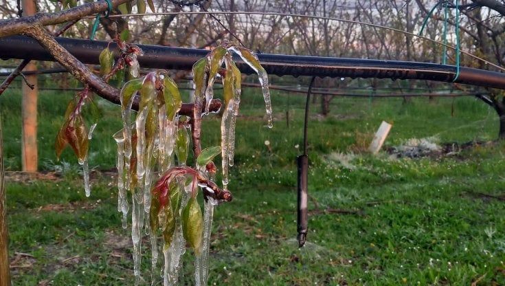 Agricoltura Emilia-Romagna, i danni delle gelate tardive sui frutteti in fiore: "Perdite fino all'80%"