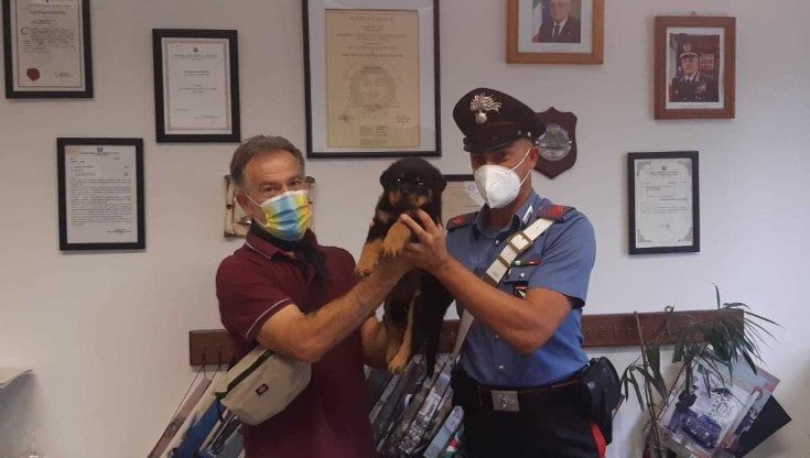  Ruba un cucciolo di Rottweiler da un'abitazione: denunciato ragazzo di 22 anni nel Parmense