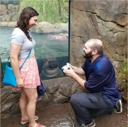 Usa, proposta di matrimonio speciale allo zoo: il photobombing dell'ippopotamo Fiona
