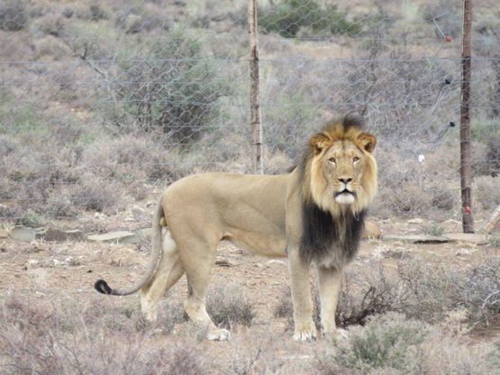 Sudafrica, un nuovo territorio per il leone Sylvester: ad attenderlo due leonesse