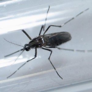 Zika, Oms e Paho chiedono alle donne incinte di non andare in Brasile per le Olimpiadi 
