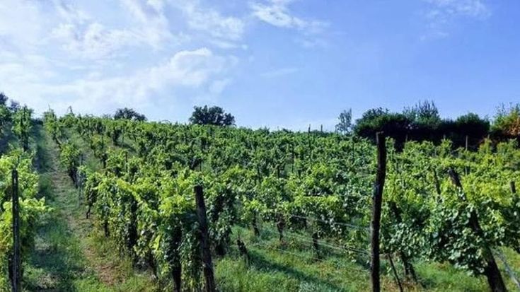Trattore si ribalta durante la raccolta dell’uva: morto l’imprenditore vinicolo Francesco Mazzocchi