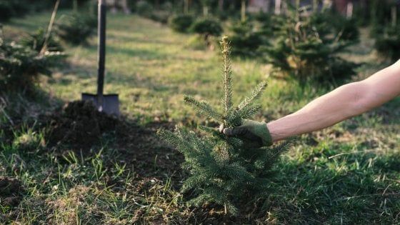 Riforestiamo il Paese? Sì, ma usiamo le piante giuste