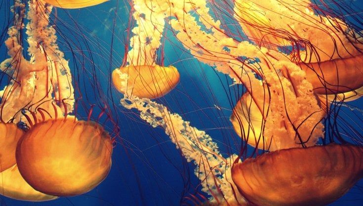 L'invasione delle meduse tra Santa Marinella e Fregene: la paura (ingiustificata) dei bagnanti