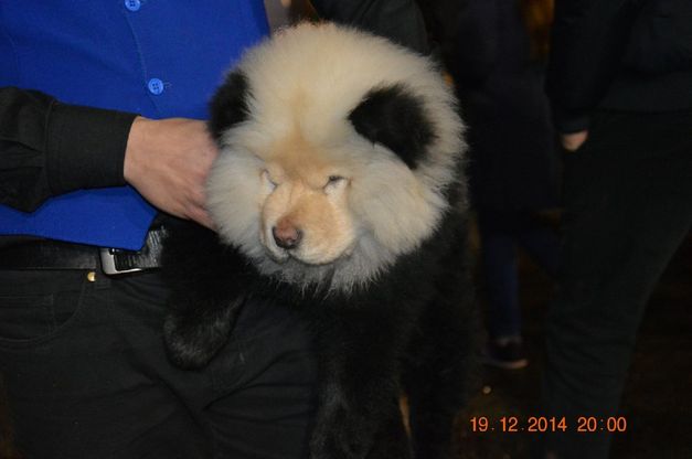 Brescia, ecco i cani spacciati per panda al circo