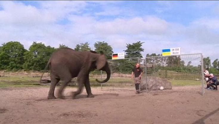 Europei 2016: l'elefantessa Nelly ci riprova, la Germania batterà l'Ucraina