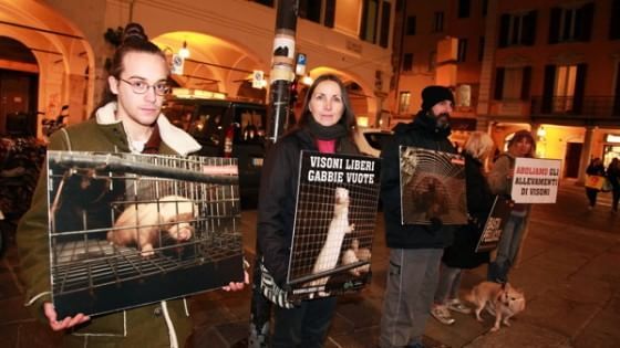"Non vogliamo quell'allevamento di visoni"