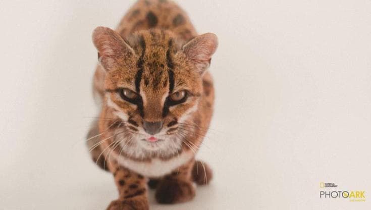 Bolivia, ecco il gatto Tilcayo: è la nuova specie felina scoperta dopo un secolo