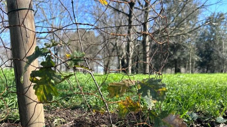Cascine, torna l’antico bosco dei Medici: trapiantate nel parco le piccole querce