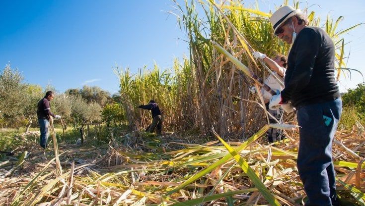 Il rum di Sicilia dopo duecento anni riprende vita