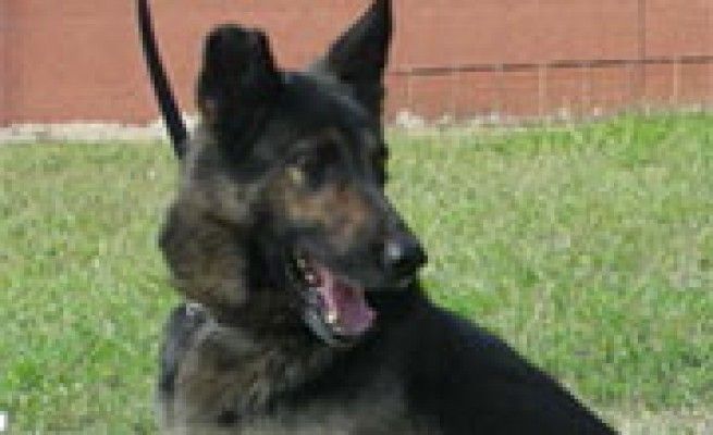 Kelly, il cane antidroga <br />ora cerca una nuova casa