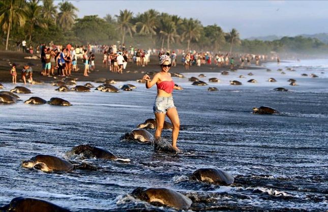  Costa Rica, tartarughe in pericolo: i turisti scattano troppi selfie