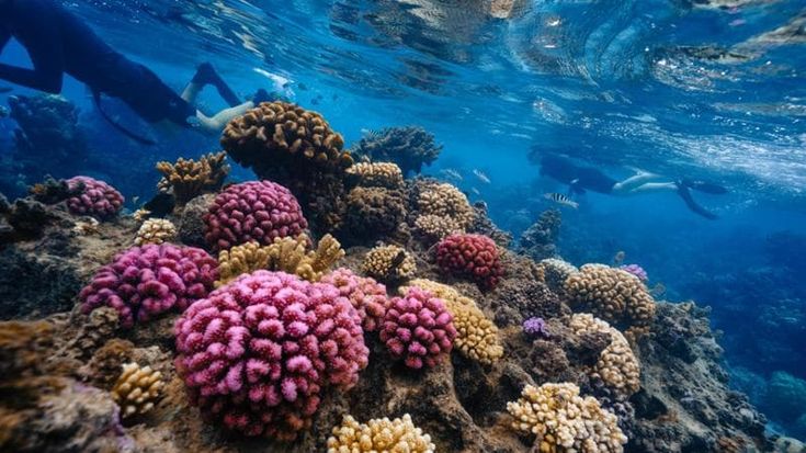 I giardinieri subacquei che coltivano coralli (e salvano gli oceani)