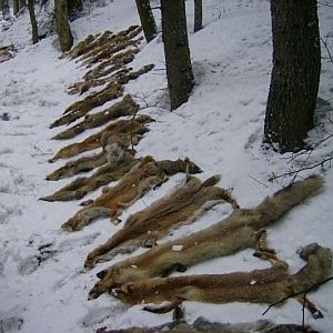 Il grande business delle specie protette. Wwf: "Rafforziamo la lotta ai bracconieri"