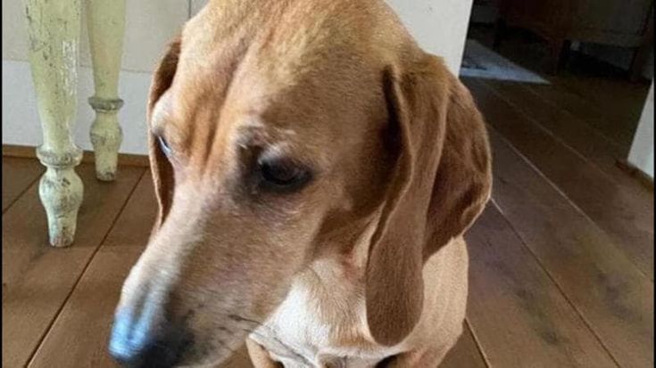 Uomini, cani e lupi: cosa possiamo imparare dalla morte di Osso