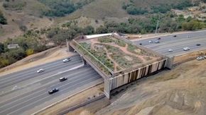 California, un ponte green sull'autostrada per salvare gli animali