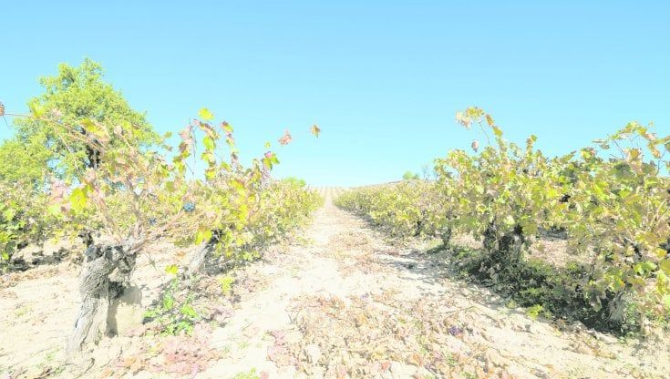 Cambiamento climatico: la vendemmia della svolta