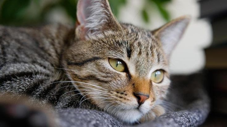 Cani, gatti e altri “amici”: le spese detraibili. Regole, eccezioni e il bonus animali domestici