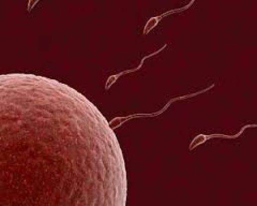 Allarme pesticidi in frutta e verdura: riducono la fertilità maschile