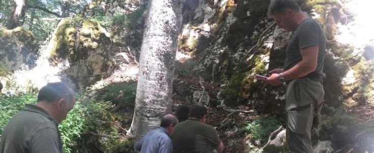 Cinque cuccioli di lupo morti in Abruzzo: si indaga sulle cause