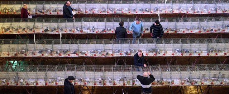 La fiera d’inverno del piccione viaggiatore 