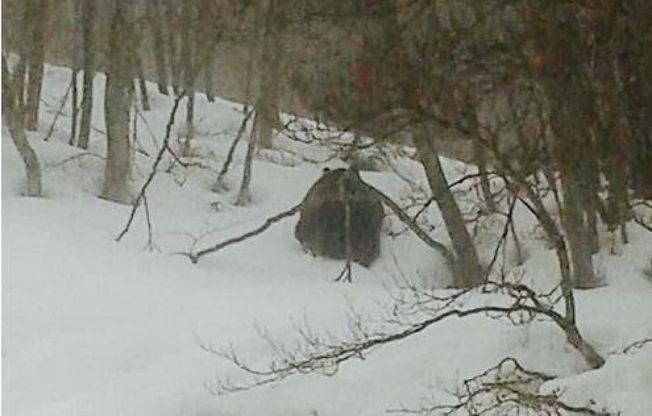 Abruzzo, niente letargo per l'orso: a spasso sulle piste da sci