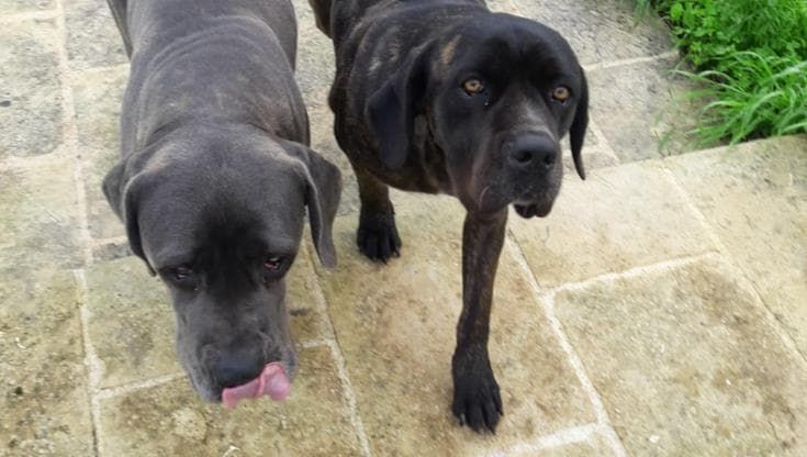 “La mia Conny, cane corso sbranata dai lupi nel Salento: era forte ma dolcissima. Adesso ho paura”
