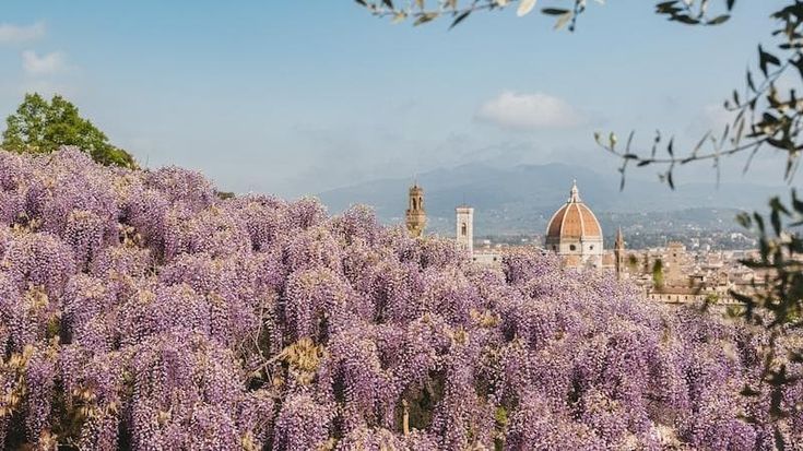 Il glicine torna a colorare Villa Bardini: sono i giorni della massima fioritura dell'anno
