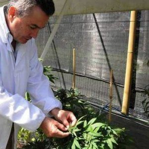 Cannabis terapeutica, un solo centro in tutta la Liguria e prescrizioni difficili