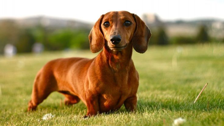 Noi e i cani, amici da 50 mila anni