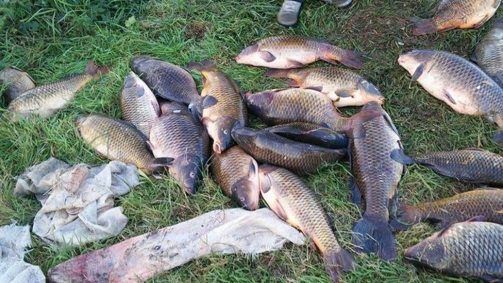 Milano, caccia alla banda di bracconieri del pesce: le loro tracce 