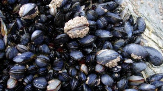 L’acidificazione degli oceani stacca le cozze dagli scogli