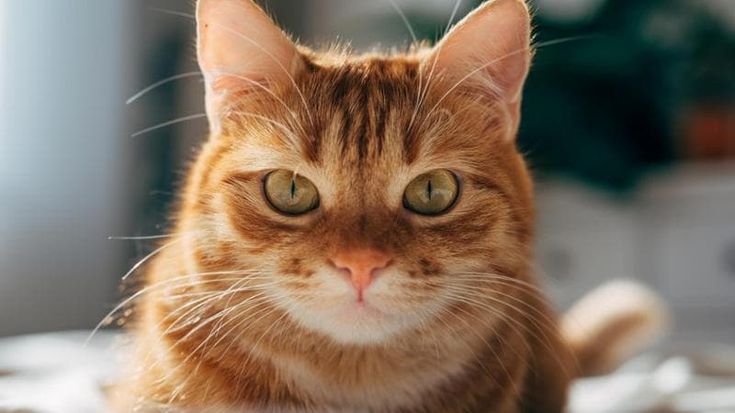 Pet economy, cresce spesa per cani e gatti: mercato da 5,3 miliardi