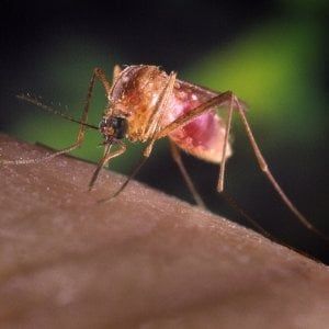 Ravenna, terzo morto di West Nile in poche settimane