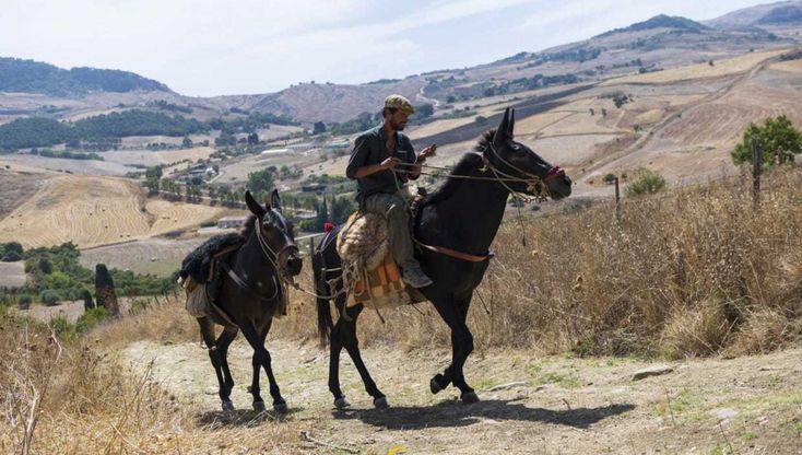 Da Pantelleria a Torino a passo di mulo: il viaggio nell’Italia rurale di un pastore-regista 