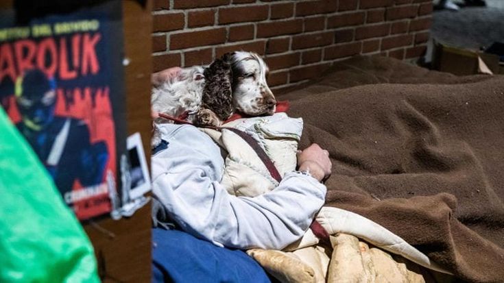 “Save the dogs”, a Milano un piano per aiutare i senzatetto che vivono in strada con i loro cani e le famiglie povere che hanno animali