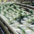 Carlsberg, per i dipendenti auto green e guida sicura