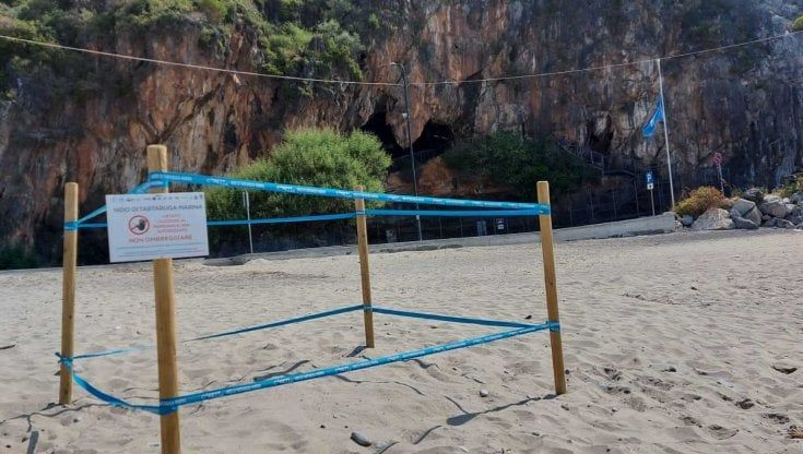 A Camerota il primo nido di Caretta Caretta del 2022 nel Cilento 